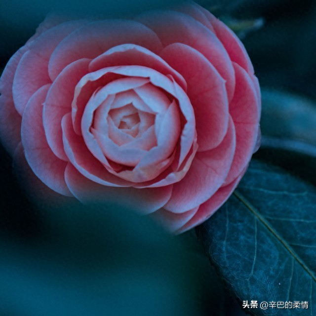 疫情_疫情中的人际信任关系_情感困惑与人性复杂性