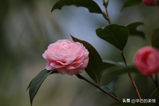 疫情_情感困惑与人性复杂性_疫情中的人际信任关系