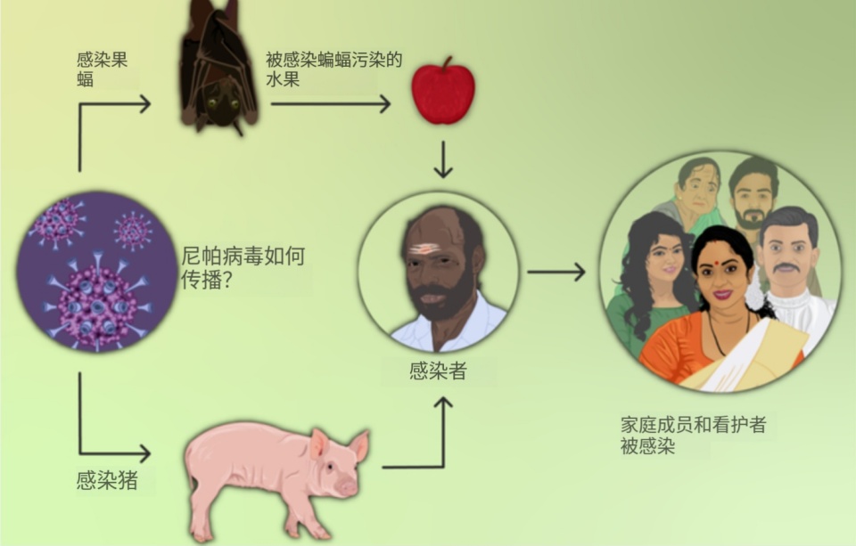 尼帕病毒传播途径_尼帕病毒疫情_疫情