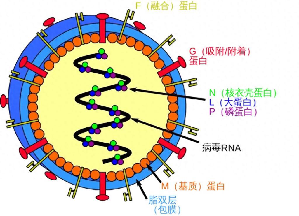 尼帕病毒传播途径_尼帕病毒疫情_疫情