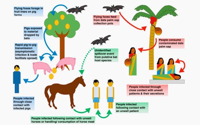 疫情_尼帕病毒传播途径_尼帕病毒疫情
