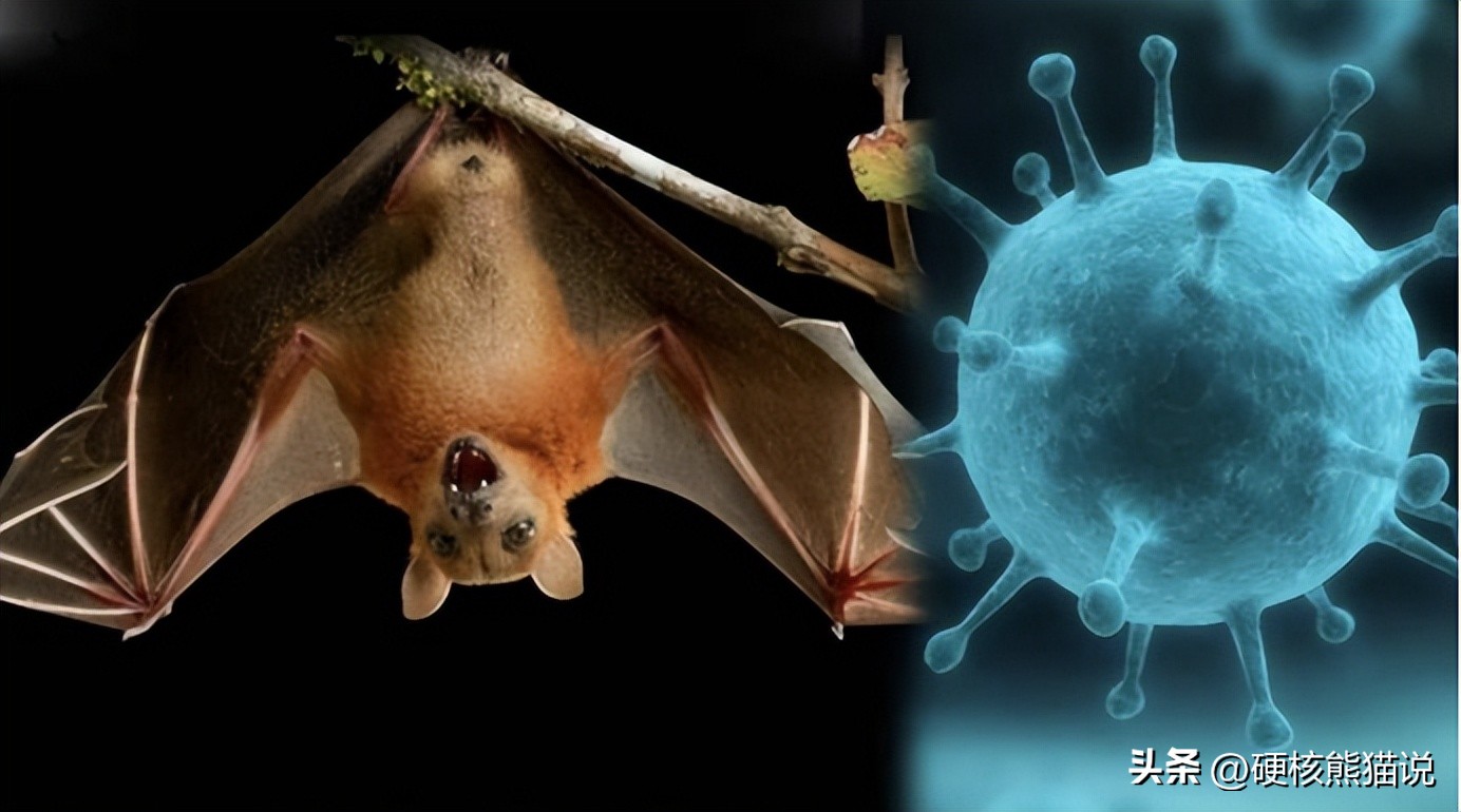 尼帕病毒传播途径_疫情_尼帕病毒印度疫情