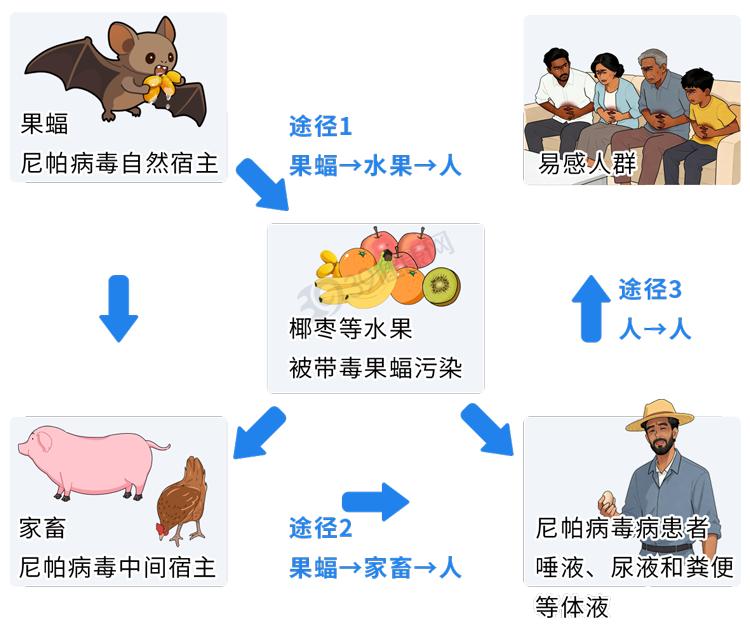 尼帕病毒疫情_疫情_尼帕病毒传播途径