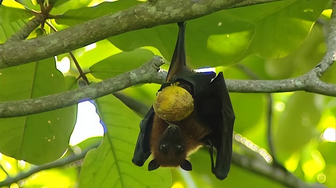 尼帕病毒疫情_疫情_尼帕病毒传播途径