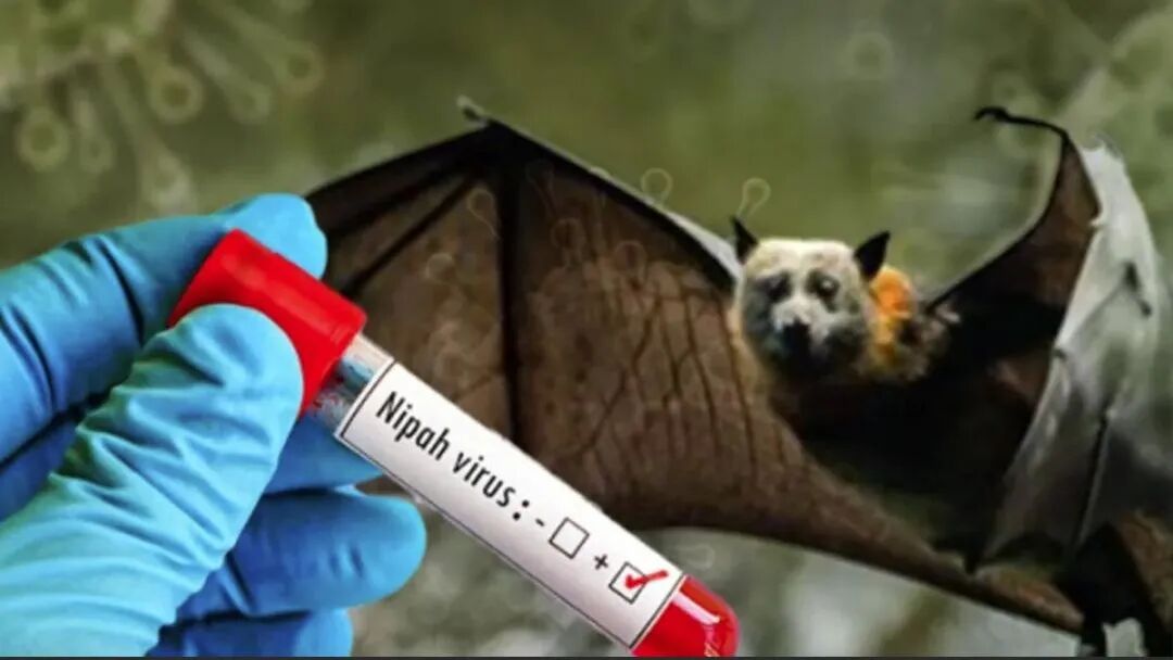 疫情_尼帕病毒传播途径_尼帕病毒疫情