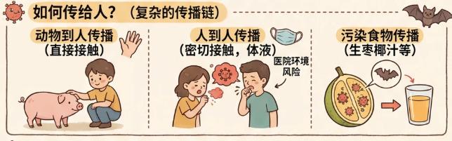 尼帕病毒疫情_印度尼帕病毒传播途径_疫情